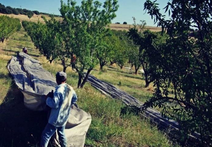 Πώς μοιράζονται 1 δισ. ευρώ σε 600.000 αγρότες